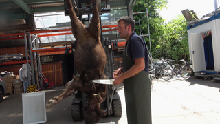 Ein totes Wisent wird im Zoo Karlsruhe für die Fütterung der Großkatzen zerteilt
