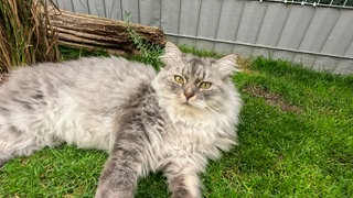 Eine graue Deutsche Langhaarkatze.