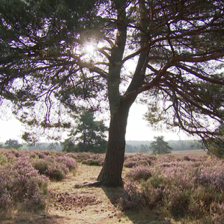 Mehlinger Heide