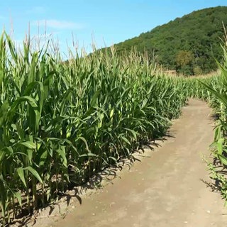 Ein Maisfeld