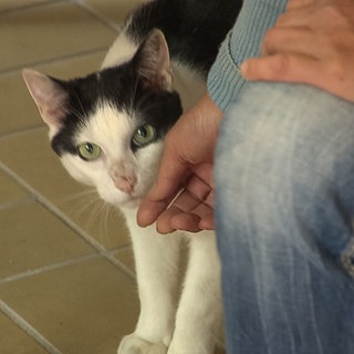 Katze schaut unter einm Tisch hervor