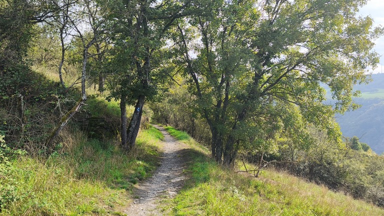 Schmale, enge Pfade, umgeben von Bäumen und Sträuchern bei einem Aufstieg auf dem Rheinsteig Wanderweg.
