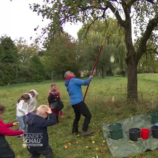 Schulkinder helfen bei der Apfelernte