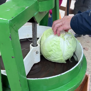 So entsteht frisches Sauerkraut