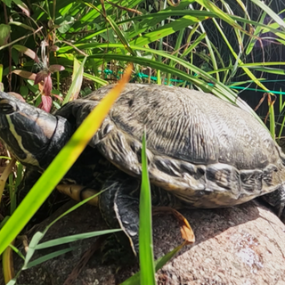 Mein Tier: Wasserschildkröte Zelda