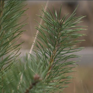 Tannenzweige im Lennebergwald
