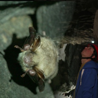Naturschützer besuchen Fledermaushöhle