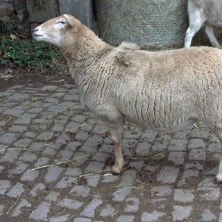 Engelsschaf Smilli, ein braunes Haarschaf, hat zwei flügelähnliche Fellpuschel auf dem Rücken
