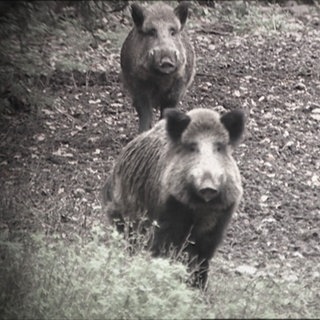 Wildschweine wüteten in Hatzenbühl (Archivfoto).