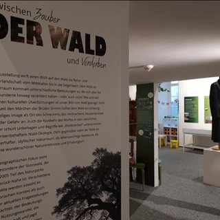 Eine Infotafel mit Überschrift Der Wald - zwischen Zauber und Verderben