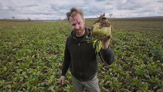 Rübenbauer Martin Oswald steht auf einem Rüben-Feld und hält eine frisch geerntete Zuckerrübe in der Hand.