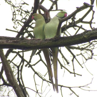 zwei Wintervögel auf einem Baum