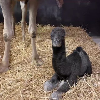 Dromedarnachwuchs im Zoo Landau