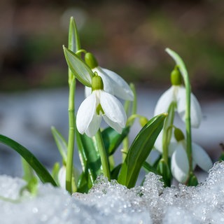 Schneeglöckchen