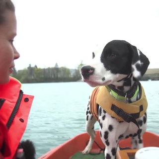 Rettungshund Mailo