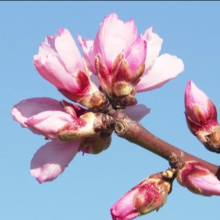 Die Mandelblüte
