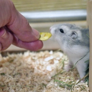 Hamster Luigi wird in seinem Käfig gefüttert
