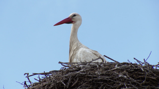 Storch im Nest