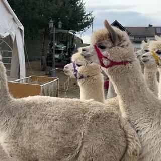 Alpakas