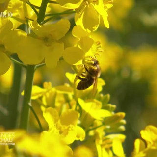 Eine Biene im Rapsfeld