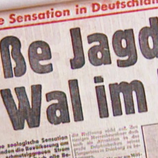 Ein Zeitungsartikel über den Wal im Rhein.