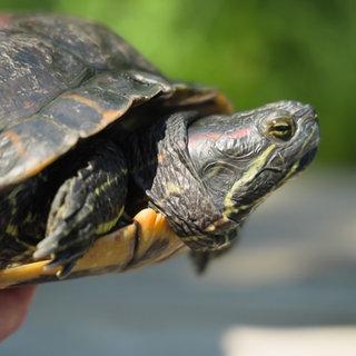 Ausgebüxte Wasserschildkröte ist zurück im Hausteich