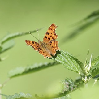 Schmetterling auf einem Brennesselblatt