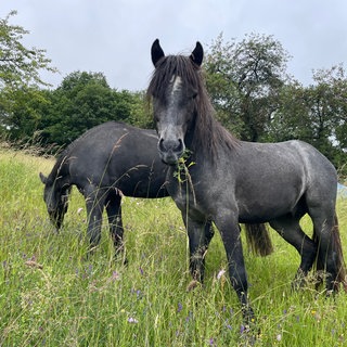 Connemara-Ponys auf einer Wiese