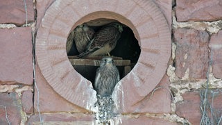 Turmfalke schaut aus Guckloch in einer Hauswand