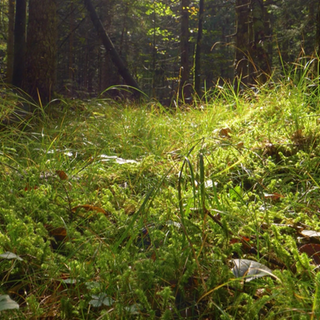 Der grüne, moosbewachsene Waldboden kann viel Wasser speichern. Das Wasser im Wald zu halten ist eine wichtige Aufgabe, da in Zeiten von Dürreperioden zunehmend das Wasser im Wald fehlt.