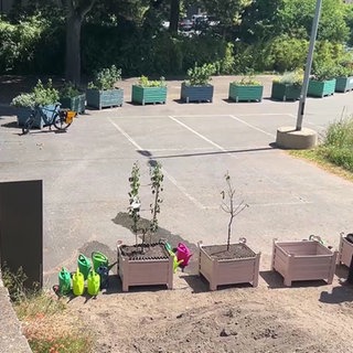Obstbäume für Andernach