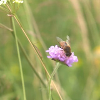 Biene auf Blüte