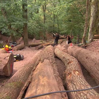 Baumstumpfe