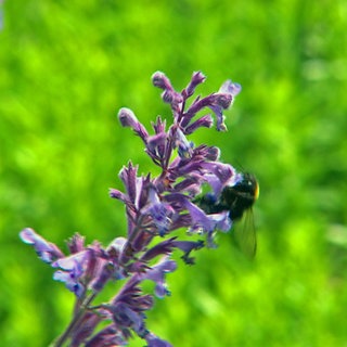 Hummel an einer Blüte im klimafreundlichen Staudengarten des Nachtigallenhofs im rheinhessischen Wallertheim