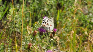 Der Apollofalter: Wie Naturschützer und Winzer ihn beschützen wollen