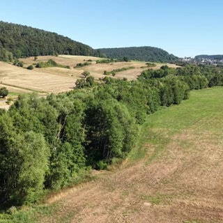 Wiesen und Bäume