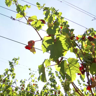 Weinreben