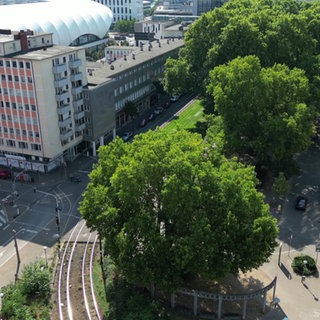 Die alte Platane vom Ludwigsplatz