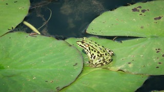 Kampf gegen Ochsenfrosch in Kuhardt: Ehrenamtliche helfen mit