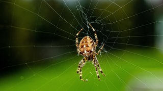 Kreuzspinne