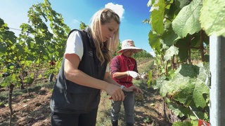 Frühe Weinlese: Thailänderinnen helfen bei der Ernte