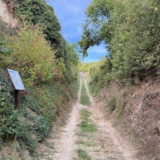 Die Hohlwege der Hiwweltour bei Alshein in Rheinhessen.