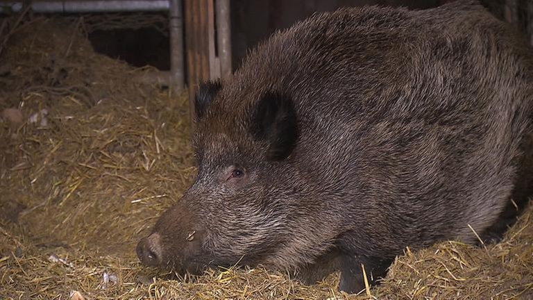 Wildschwein