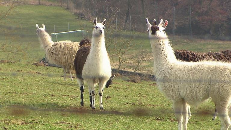 Lamafarm