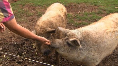Zwei Schweine werden gestreichelt.