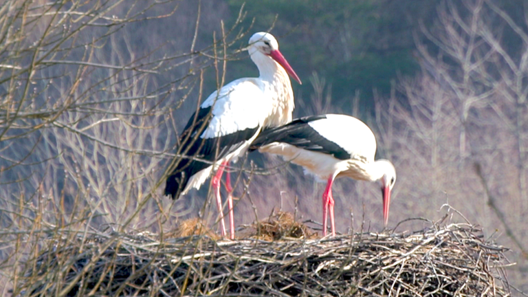 Störche in Nest