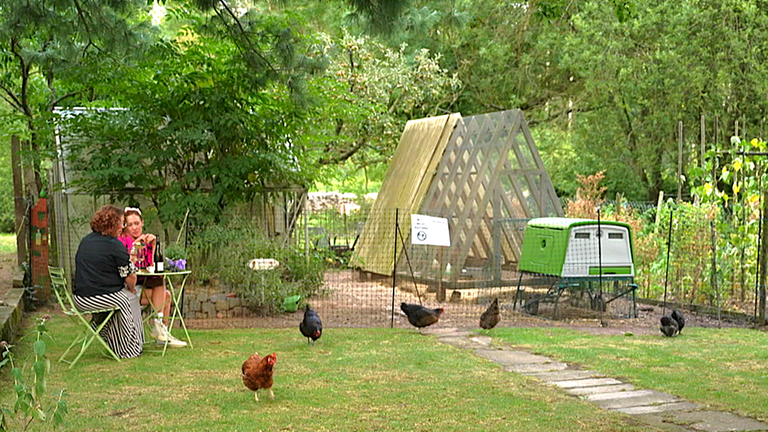 Hühner im Garten