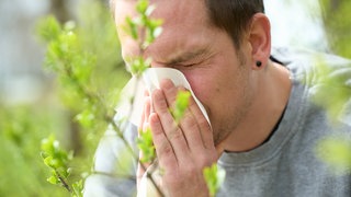 Ein junger Mann schneuzt in ein Taschentuch vor blühenden Pflanzen. Die Zahl der Menschen, die an Pollenallergie leiden, hat zugenommen. Schuld ist unter anderem die Klimaerwärmung.