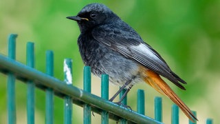 Der Hausrotschwanz war 2025 Vogel des Jahres