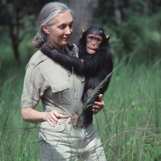 JANE GOODALL trägt einen jungen Schimpansen im Chimfunshi-Schutzgebiet, Sambia. (15.07.2011)